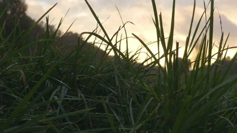 Moving in the grass at sunset time Stock Footage 71780289