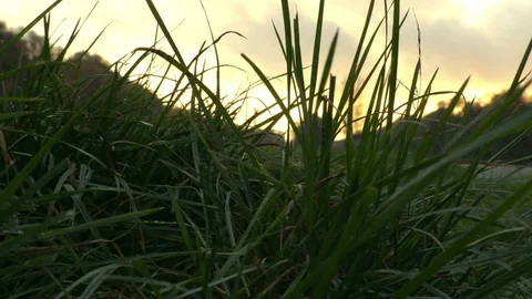 Moving in the grass sunset time Stock Footage 71781270