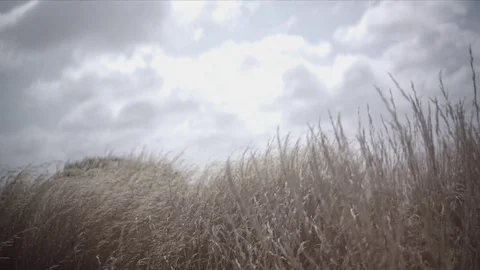 Moving grass on a windy day Stock Footage 74024242
