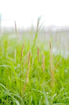Moving grasses background Stock Photos