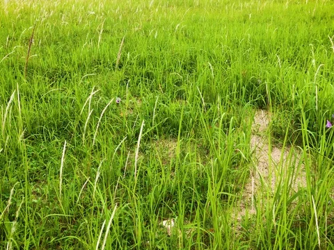 Moving grasses in blowing wind Stock Footage
