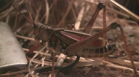 Moving Grasshoper Video stock 8573617