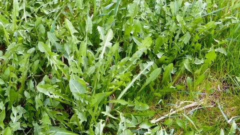 Moving green fresh vegetation Stock Footage 88497702