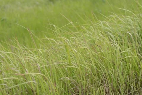 Moving green grass Stock Photos