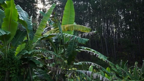 Moving green landscape with sun rays in tropical mountain wood. Dolly shot Vídeo Stock 76166346
