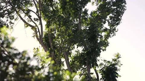 Moving green leafs during sunset in a windy summer afternoon Stock Footage 149016778