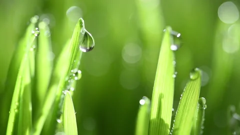 Moving on green spring rainy grass. Stock Footage 149498599