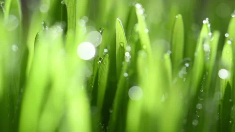 Moving on green spring rainy grass. Stock Footage 149565586