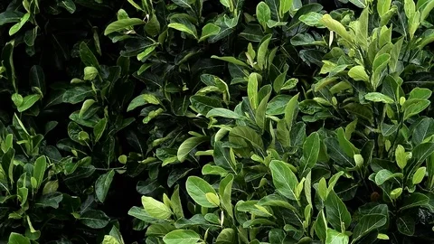 Moving green tree leafs after a rain storm, still wet, on a windy day Video stock 78832310