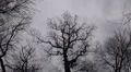 Moving grey clouds and crows on trees in winter HD Footage