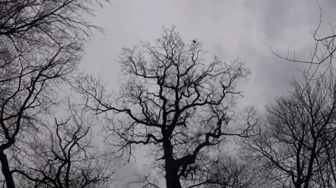 Moving grey clouds and crows on trees in winter Stock Footage