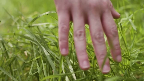 Moving Hand Through Grass Stock Footage 77196554