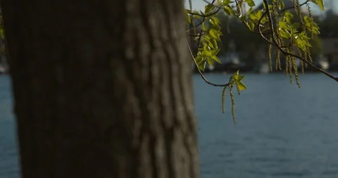 A moving handheld slow motion shot of hanging colourful branches and leaves in Vidéo 94599316