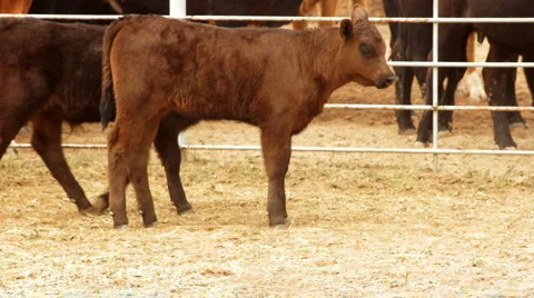 Moving Herd of Calves 1 HD 30P 8s Mono Stock Footage 4734860