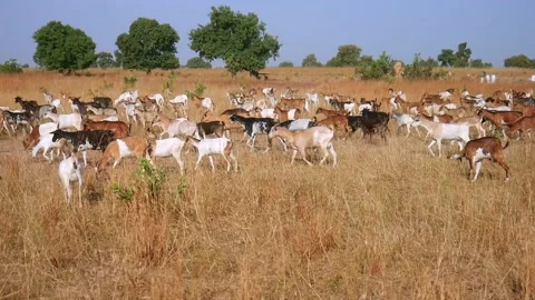 Moving herd of goats Stock Footage 152147541
