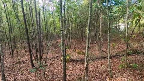 Moving high and low through the forest Stock Footage 142022980
