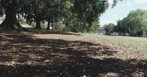 Moving at high speed close to the ground under green trees with leaves Video stock 96224034