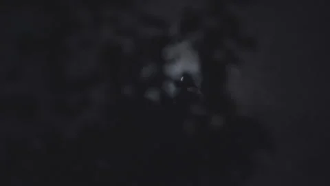 Moving images of the moon through trees on a dark cloudy night - S-Log Stock Footage 314803702