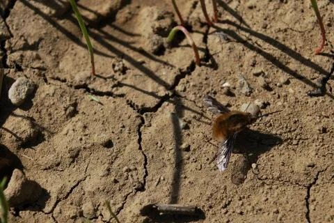 Moving insects Stock Photos