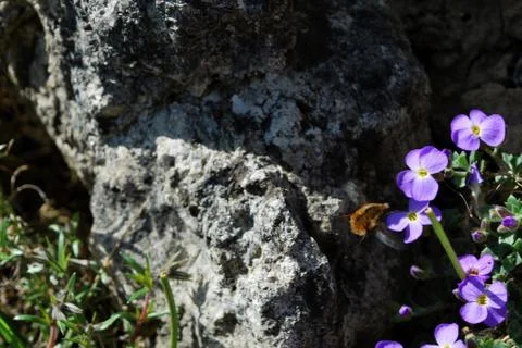 Moving insects Stock Photos