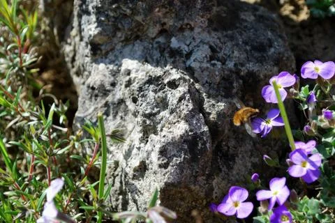 Moving insects Stock Photos