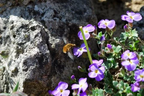 Moving insects Stock Photos