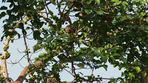 Moving inside the foliage of this fruiting tree, Three-striped Palm Civet Stock Footage 270044397