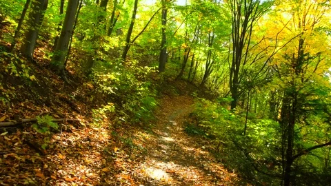 Moving inside the woods on a trail covered by fallen autumn leaves Stock Footage 82051982