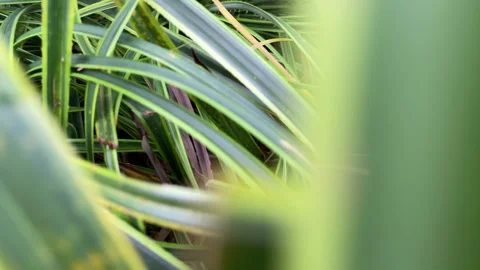 Moving inwards through green grass Stock Footage 249382832