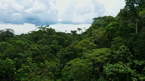 Moving just over the tree crowns of a tropical forest Stock Footage 236775567