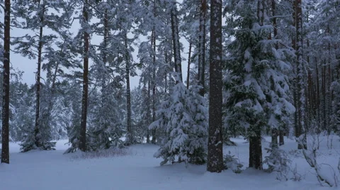 Moving in Large Pine Forest at Winter. Trees Covered with Snow. Stock Footage 65414252