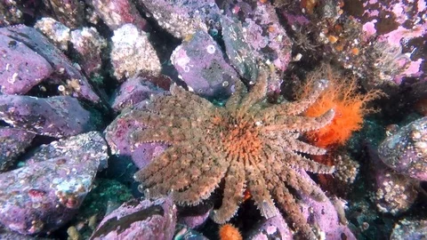 Moving large sunflower sea star (Pycnopodia helianthoides) Stock Footage