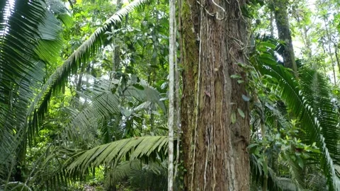 Moving up a large tropical tree trunk on which vines and bromelias are growing Stock Footage 160317612