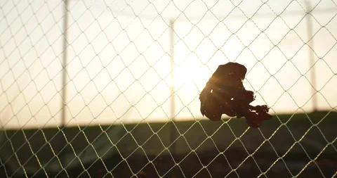 Moving leaf on fence against sunset Stock-Footage 124711065