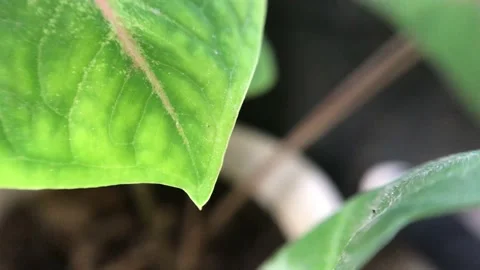 Moving leaf footage. Stock Footage 194308852