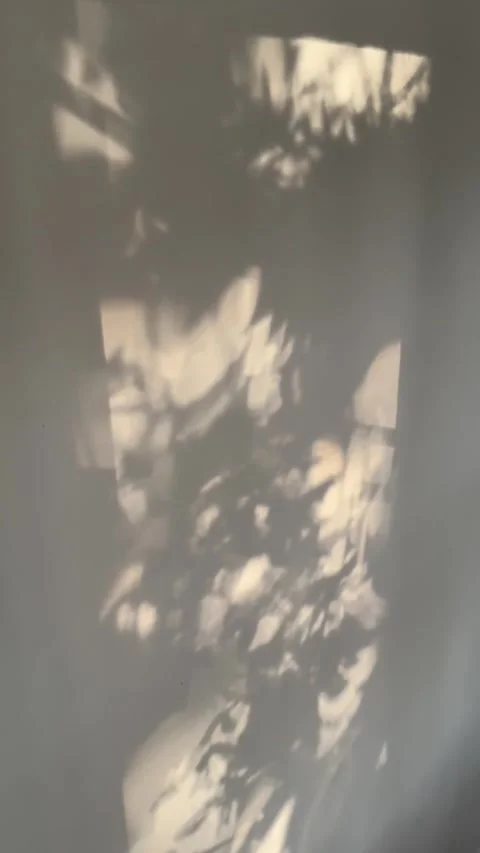 Moving Leaf Shadows on Sunlit Wall Video stock 342842548