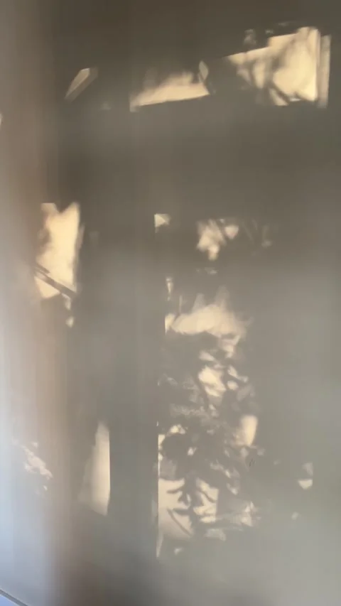 Moving Leaf Shadows on Sunlit Wall Video stock 342842549