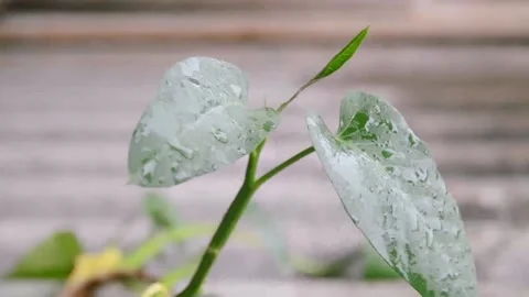 Moving leaf videos Stock Footage 221251009
