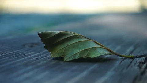 Moving leaf on wooden table Stock Footage 92853405