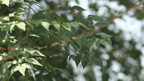 Moving leafs with soft wind relaxing and charging soul Stock Footage 241742493