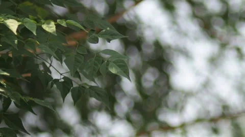 Moving leafs with soft wind relaxing and charging soul Stock Footage 241742495
