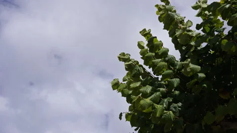 Moving leafs on a tree during heavy winds Stock Footage 265439359