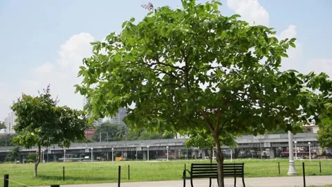 Moving leaves and branches because of strong wind during daytime. Stock Footage 340410974