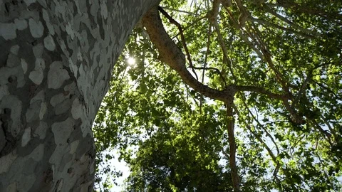 Moving leaves with a blu sky. Stock Footage 109822556