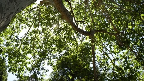 Moving leaves with a blu sky. Stock Footage 109822775