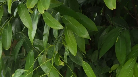 Moving Leaves Video stock 127742722