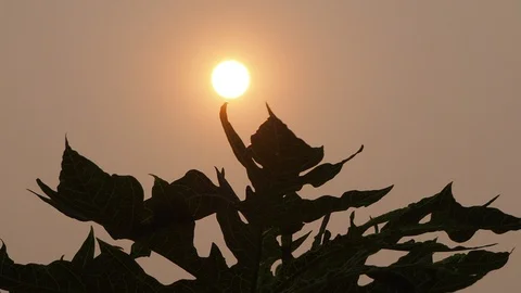 Moving leaves Video stock 127742886