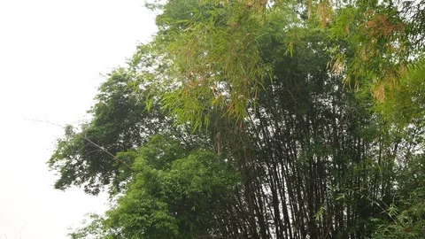 Moving leaves Video stock 127744766