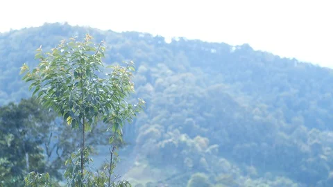 Moving Leaves Stock Footage 127960171