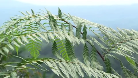  moving leaves  Stock Footage 130914418